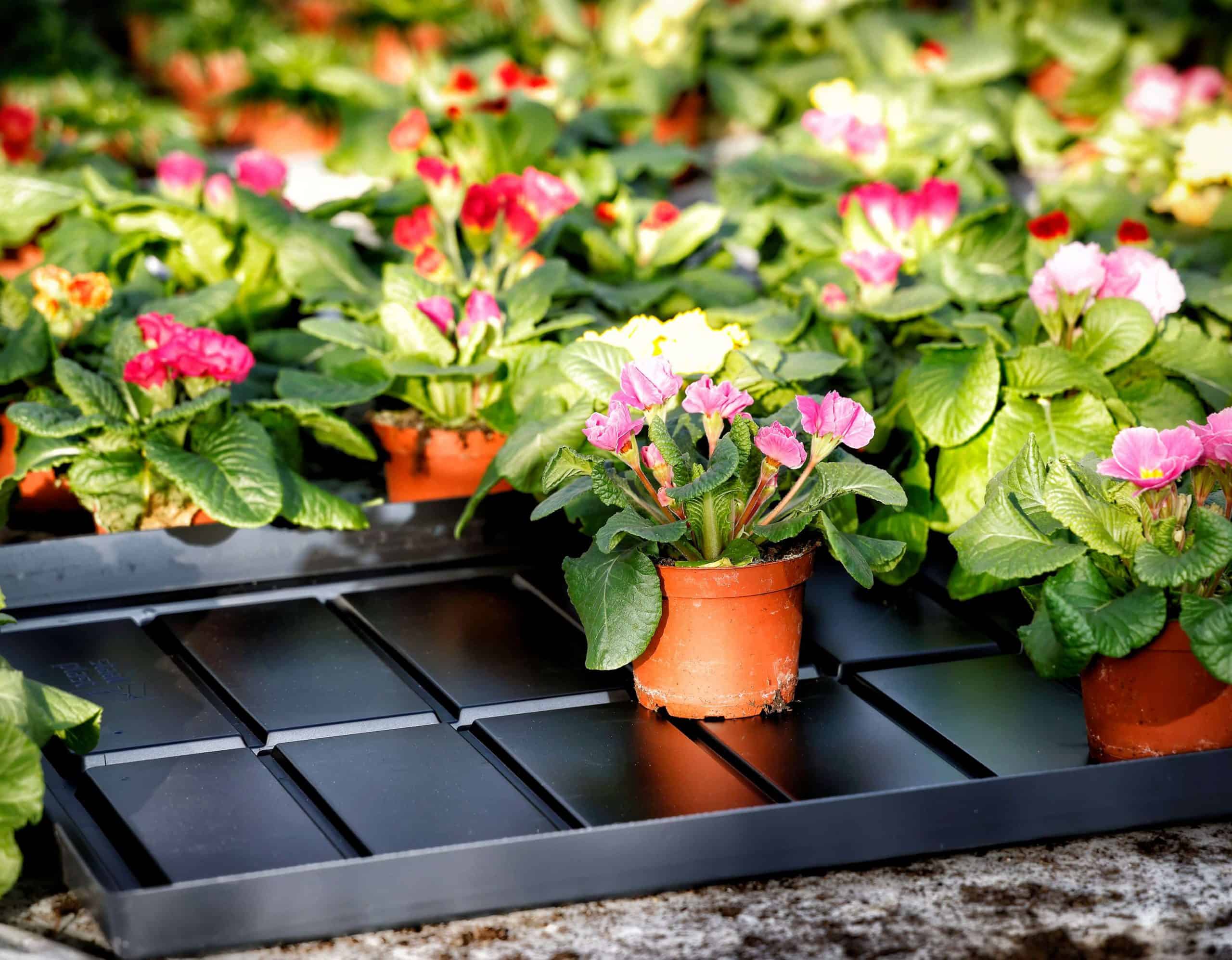 Retail plant tray with flower pot on top