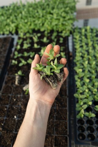 Hand with plant above hydrophonic system